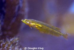 Sea Thru.  A tiny juvenile Giant Kelpfish hides well in t... by Douglas Klug 